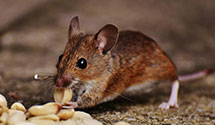 24 Hour & Emergency Exterminators in Bunker Hill, WV